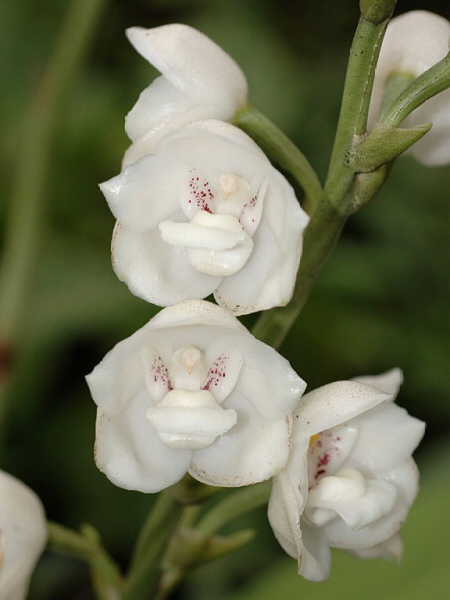 Nationalblume von Panama: Blume des Heiligen Geistes.