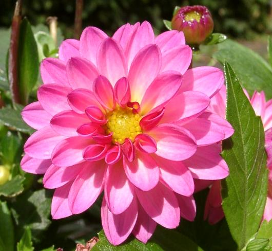 Nationale Blume von Mexiko: Dahlie.