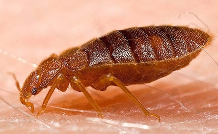 Sengatan Bedbug