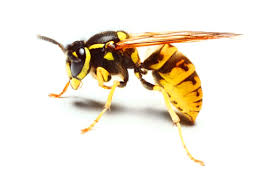 Wasp Stings