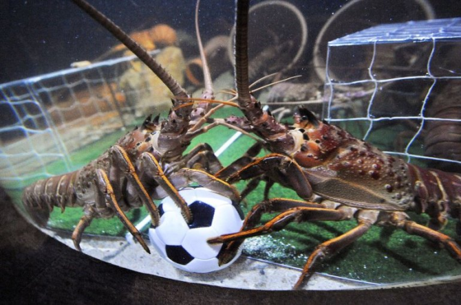 Lobster sepak bola