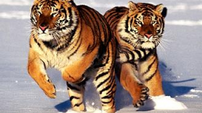 Самые известные тигры