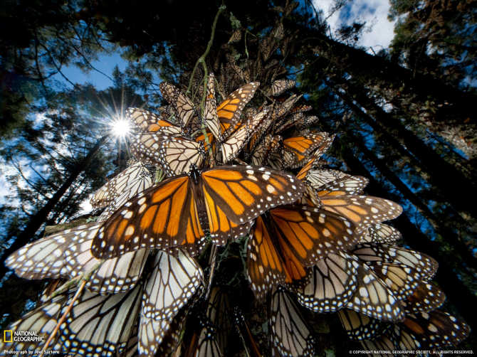 Миграция бабочки-монарха (США и Мексика)