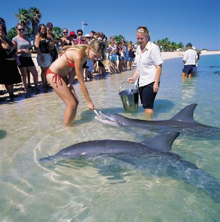 Dolphin Beach (Australie)