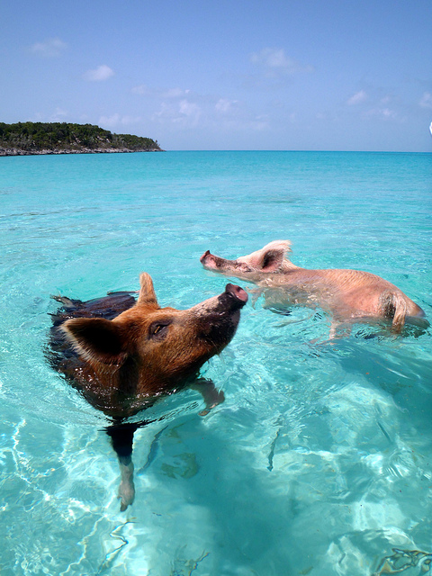 Eine Insel mit schwimmenden Schweinen (Bahamas)