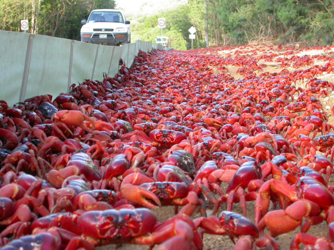Migration de crabes (île Christmas, Australie)
