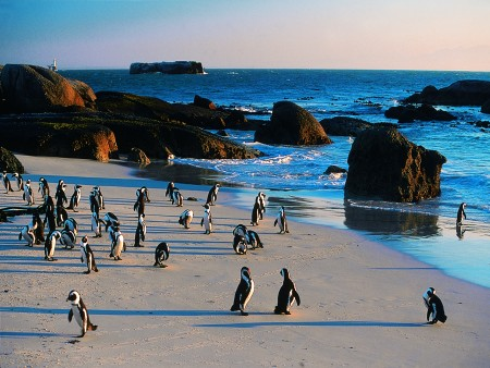 Pinguini su una spiaggia africana (Sudafrica)