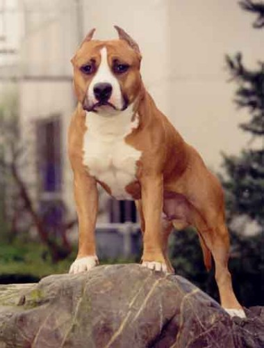 Amerikanischer Staffordshire-Terrier
