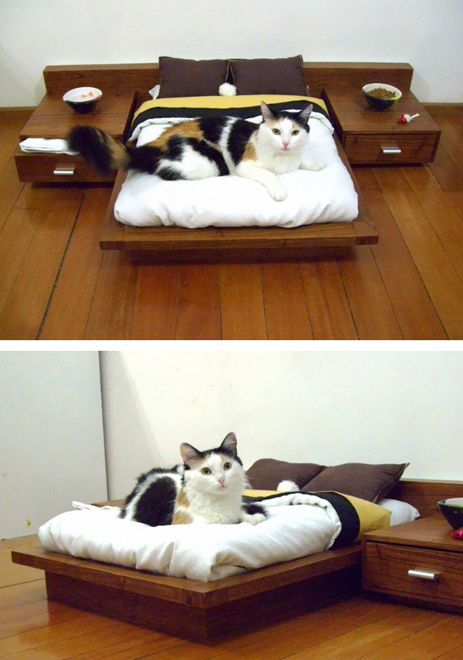 Pokój w skali kotów