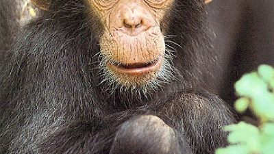Arten von Affen, Primaten und Affen