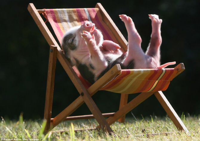 Detta är en glad liten gris som solar sig