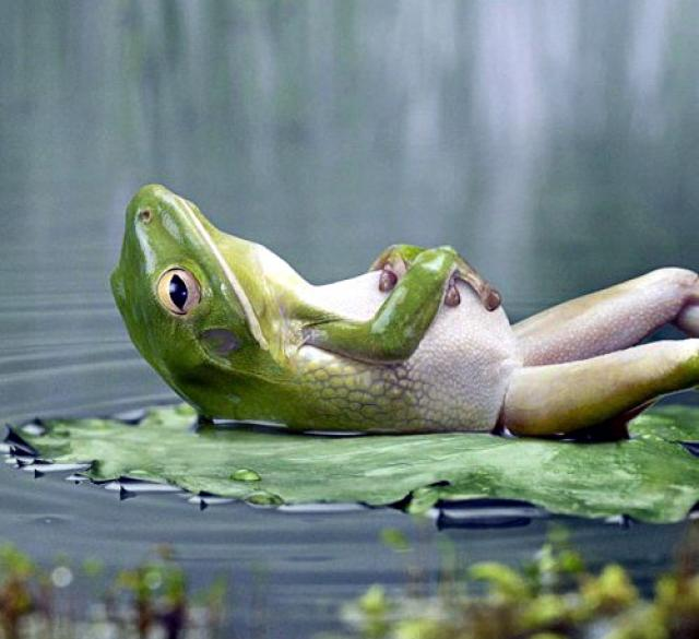 Floating in a waterlily, any frog is happy