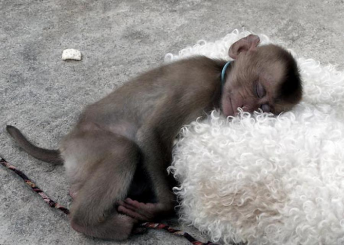 Jaka małpa oparłaby się tej miękkiej poduszce!