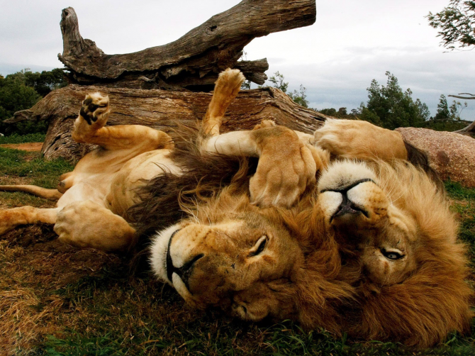 Tất nhiên, những con sư tử này không nhận thấy bất kỳ nguy hiểm
