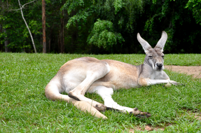 The kangaroo, quiet