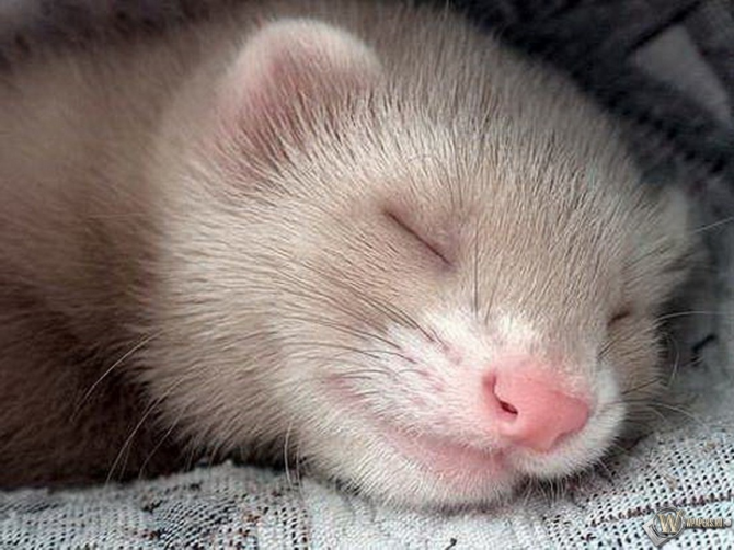 What is our ferret dreaming about with that smile?
