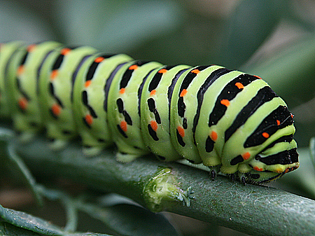 Caterpillars shed skin several times during their life so they need a lot of food and oxygen.