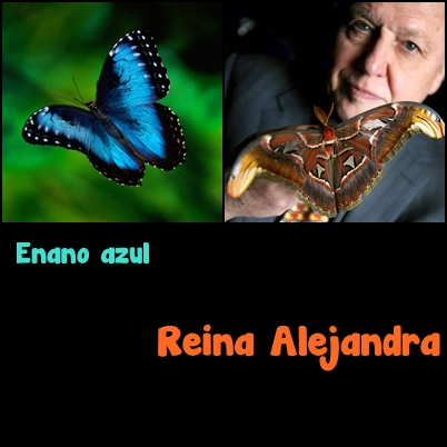 Der kleinste Schmetterling ist der Blaue Zwerg und der größte ist die weibliche "Königin Alejandra" Bird Wings.
