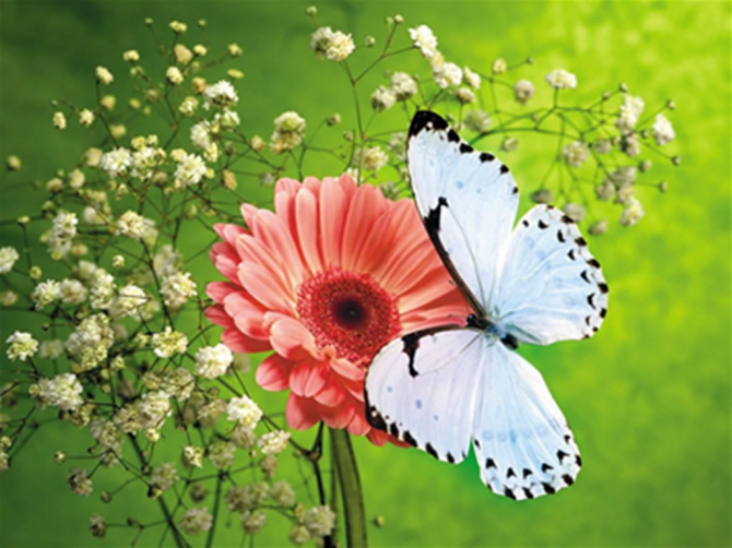 Der langlebigste Schmetterling kann 9 bis 10 Monate leben.