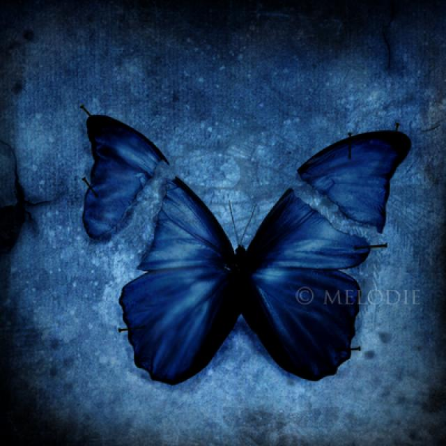 Even a soft touch can damage the wings of a butterfly.