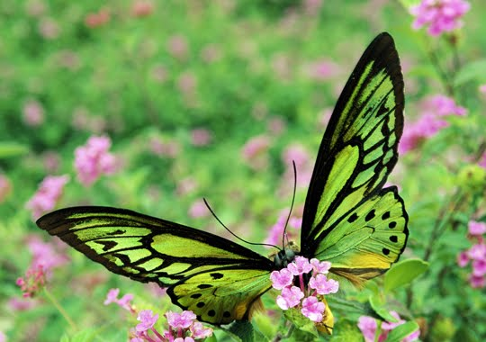 Il volo delle farfalle diurne ha una velocità media di 12 km / ora, anche se alcune specie raggiungono cifre più elevate.