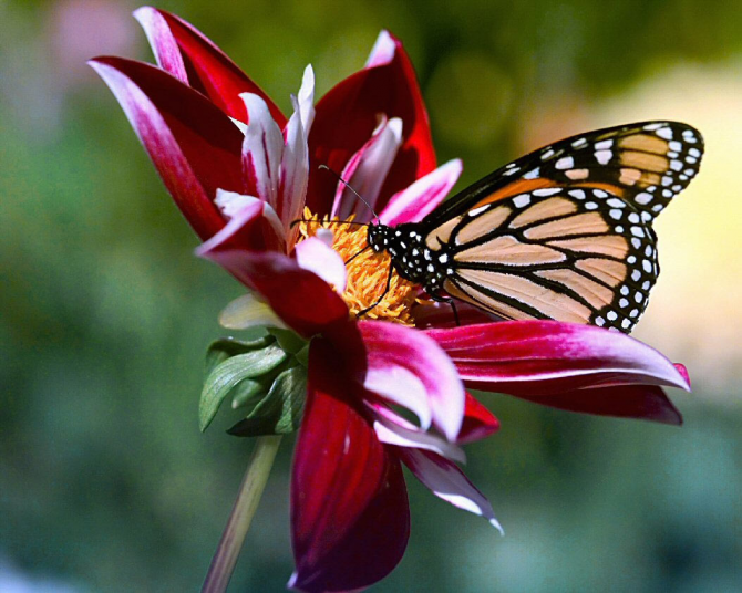 Kupu-kupu mengonsumsi nektar dan buah fermentasi untuk energi dan penerbangan.