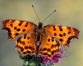 Kupu-kupu sangat romantis. Mereka mengusir apa yang disebut "Debu Cinta" untuk menaklukkan dan menarik pasangan mereka.