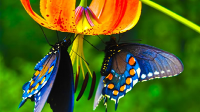 Kuriositäten über Schmetterlinge