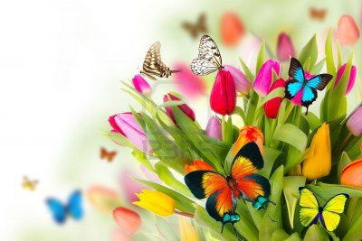 Le farfalle devono prendere il sole le ali per volare.