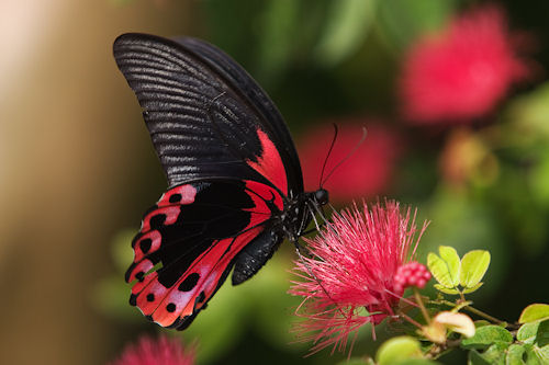 Le farfalle di larve, "bambini", emettono una serie di suoni che permettono loro di comunicare con le formiche.