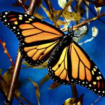 Le farfalle diurne si sono evolute da quelle notturne, sono apparse circa 40 milioni di anni fa.