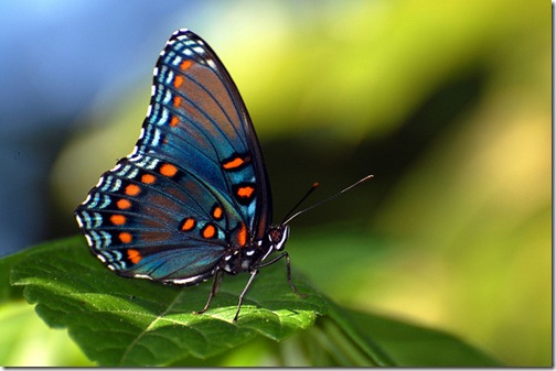 Le farfalle possono assaggiare il cibo con i piedi.