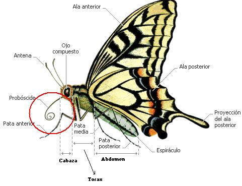 Per raggiungere il nettare, le farfalle svolgono la bocca o la proboscide formando una cannuccia da sorseggiare.
