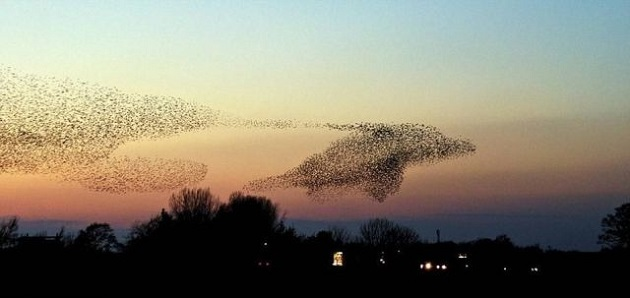 Birds in dolphin formation
