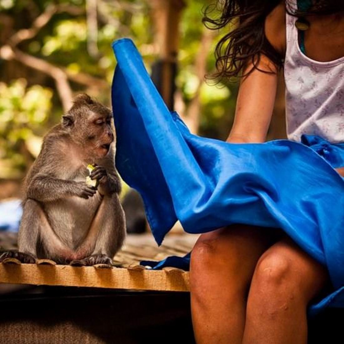 Een heel nieuwsgierige aap