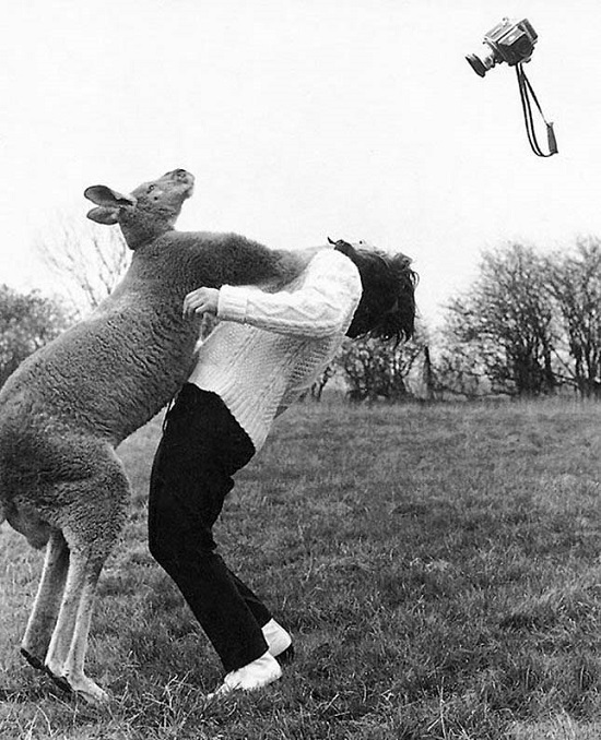 Kangaroo đấm bốc